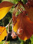 image/_boegen_blomstrer-03.jpg