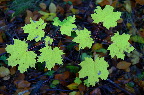 image/_efteraar-4574.jpg