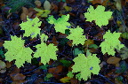 image/_efteraar-4575.jpg