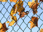 image/_efteraar-473.jpg