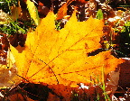 image/_efteraarsfarver-044.jpg