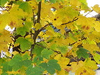 image/_efteraarsfarver-064.jpg