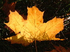 image/_efteraarsfarver-066.jpg