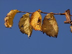 image/_efteraarsfarver-068.jpg
