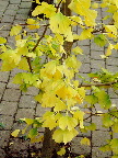 image/_ginkgo_biloba_efteraar-08.jpg