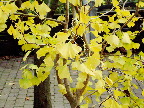 image/_ginkgo_biloba_efteraar-09.jpg