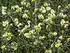 image/_pilebusk_blomster-50.jpg