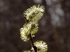 image/_pilen_blomster-698.jpg