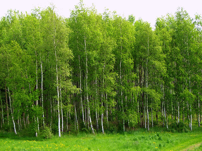 image/birketraeer-140.jpg
