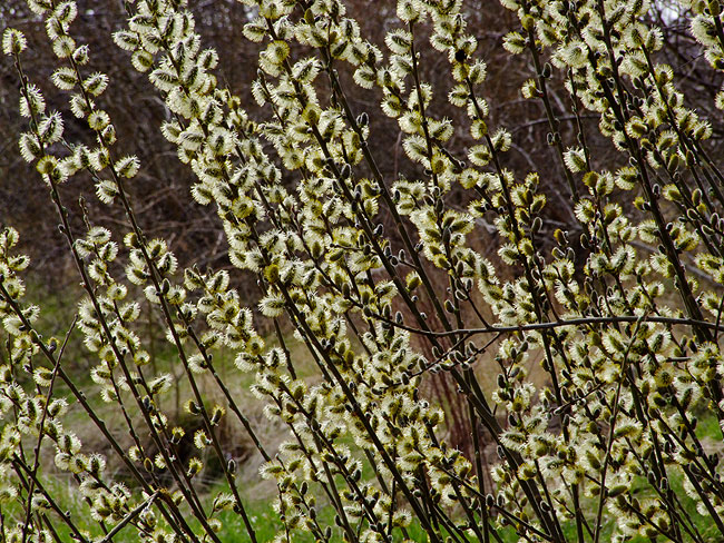 image/pil_blomster-739.jpg