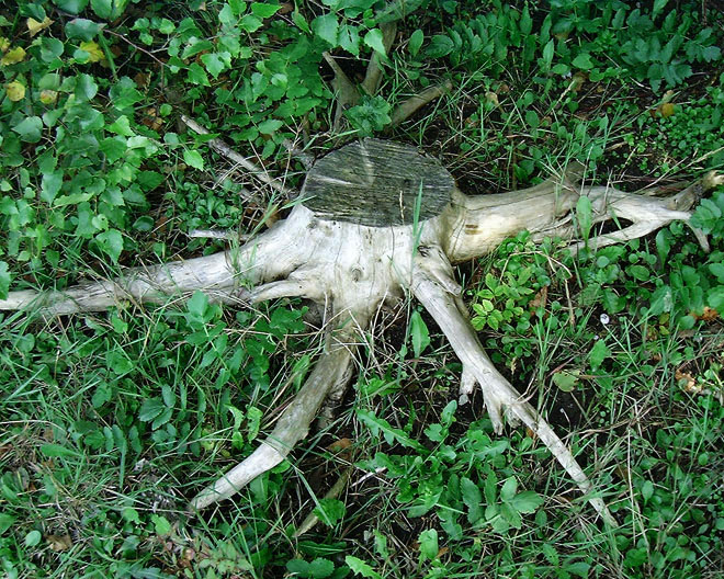 image/traerod-01.jpg