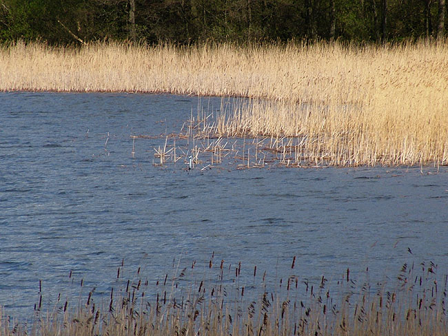 image/roerskov-50.jpg