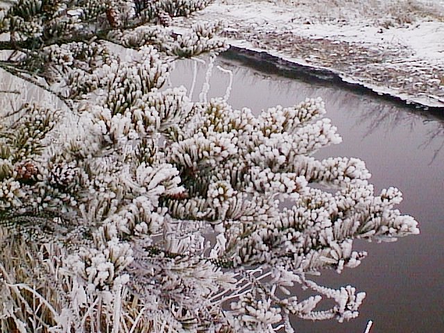 image/vaerebro_aa-005.jpg