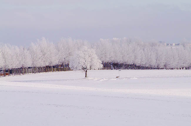 image/landskab_vinter-57.jpg