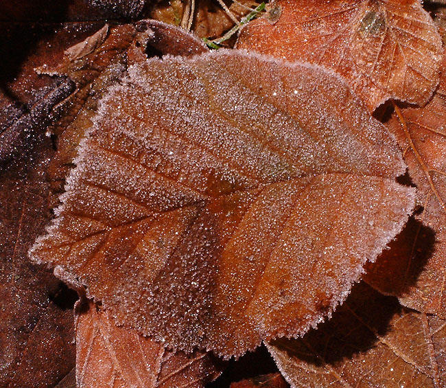 image/rimfrost-64.jpg