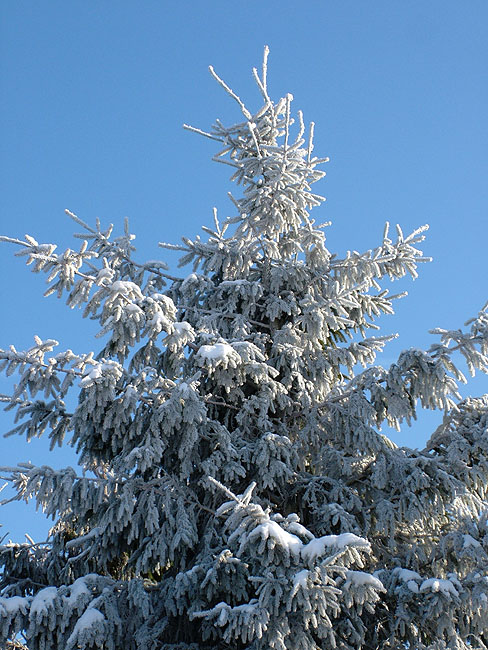 image/rimfrost-78.jpg
