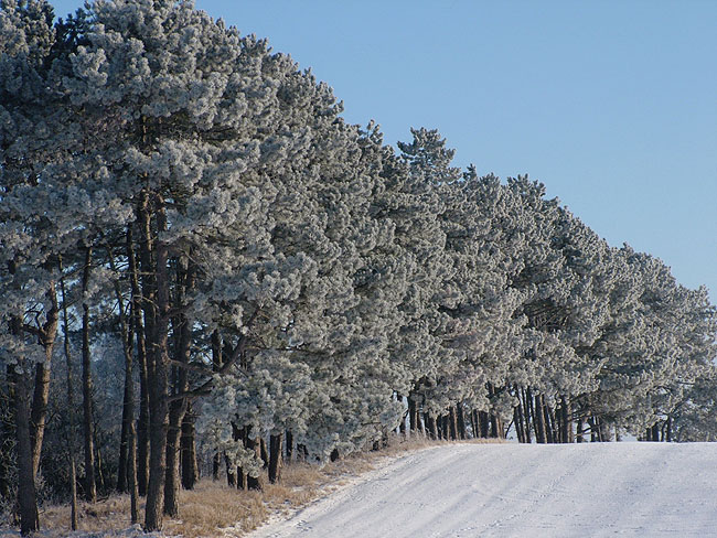 image/rimfrost-80.jpg