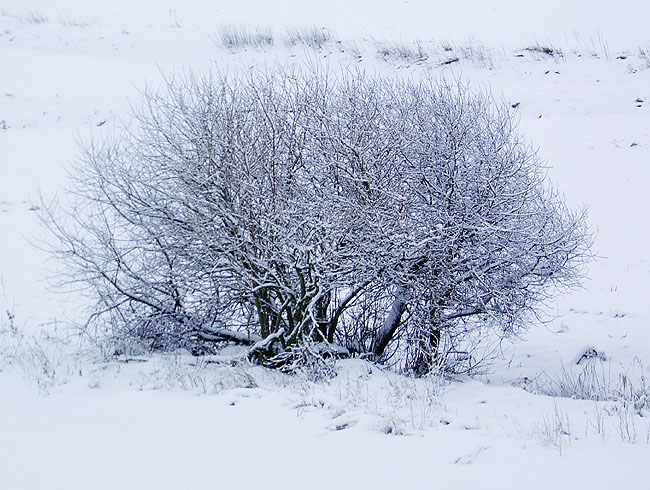 image/sne_landskab-13.jpg