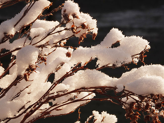 image/vinter_sne-788.jpg
