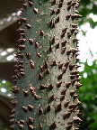image/_botanisk_have-025.jpg