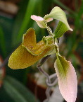 image/_botanisk_have-199.jpg
