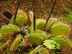 image/_botanisk_have-562.jpg
