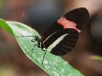 image/_botanisk_have-601.jpg
