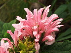 image/_botanisk_have-608.jpg