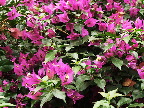 image/_botanisk_have-798.jpg