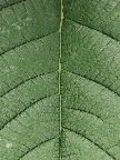 image/_botanisk_have-845.jpg