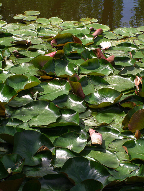 image/botanisk_have-017.jpg