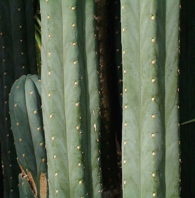 image/botanisk_have-121.jpg