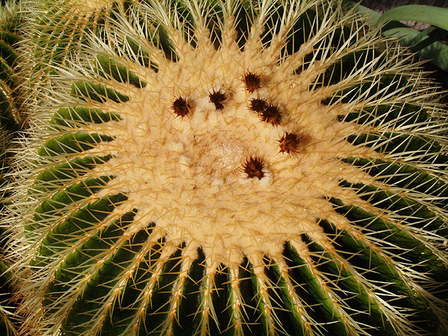 image/botanisk_have-123.jpg
