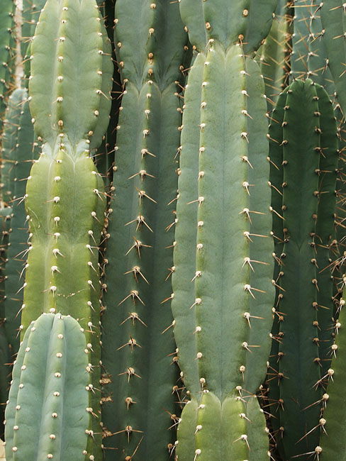 image/botanisk_have-528.jpg