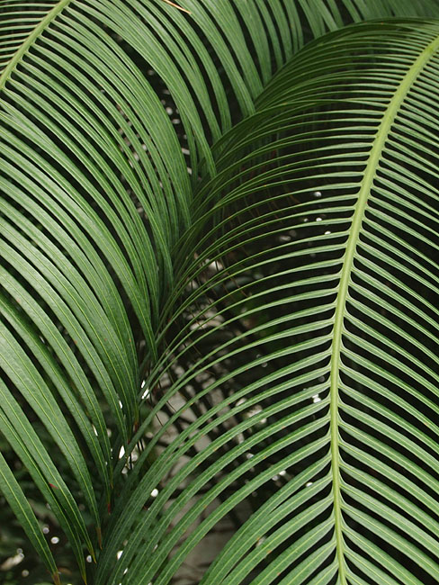 image/botanisk_have-578.jpg