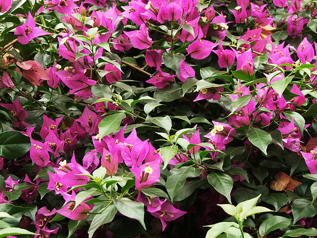 image/botanisk_have-798.jpg