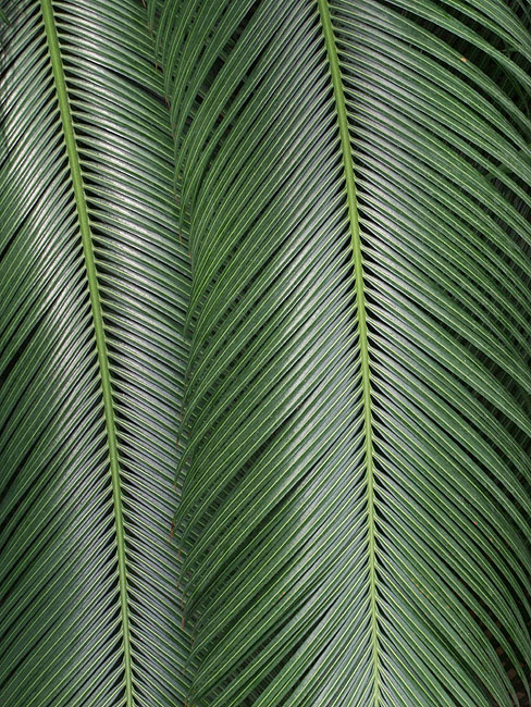 image/botanisk_have-835.jpg