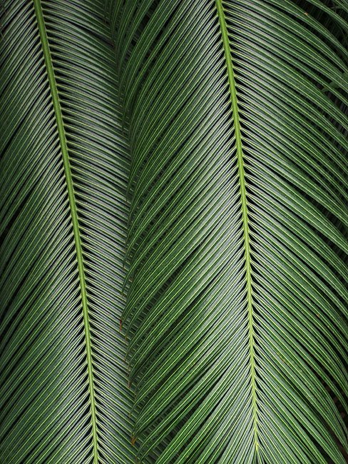 image/botanisk_have-836.jpg