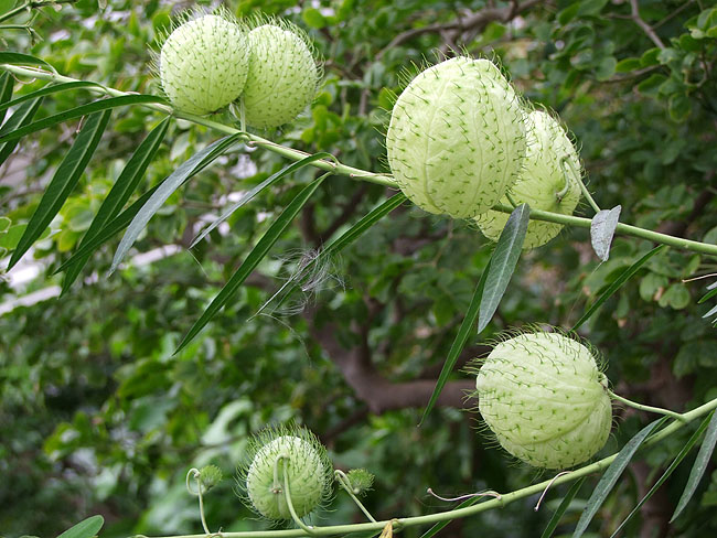 image/botanisk_have-844.jpg