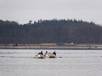 image/_joller_paa_fjorden-7255.jpg