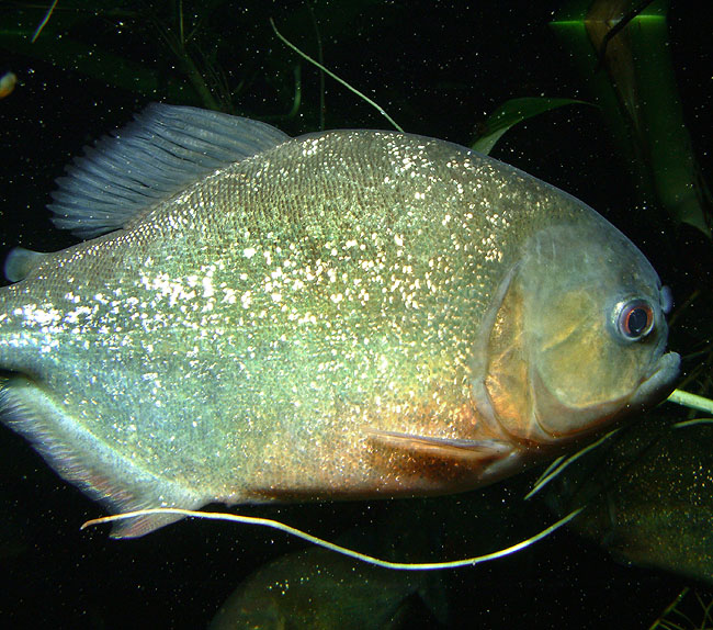 image/danmarks_akvarium-005.jpg