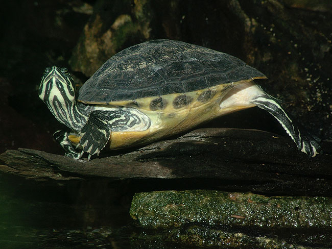 image/danmarks_akvarium-134.jpg