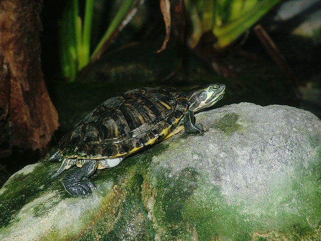 image/danmarks_akvarium-135.jpg