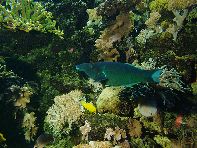 image/danmarks_akvarium-183.jpg