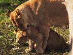 image/_odense_zoo-1946.jpg