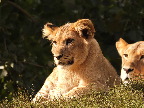 image/_odense_zoo-1998.jpg