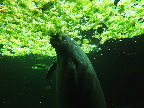 image/_odense_zoo-2099.jpg