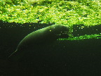 image/_odense_zoo-2110.jpg