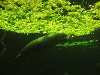 image/_odense_zoo-2111.jpg