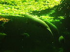 image/_odense_zoo-2120.jpg